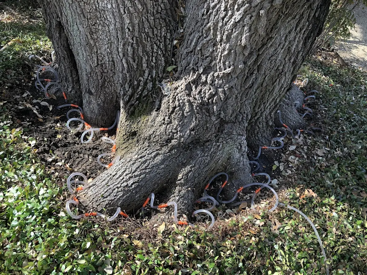 Detailed Tree Cabling and Bracing job site in Woodward