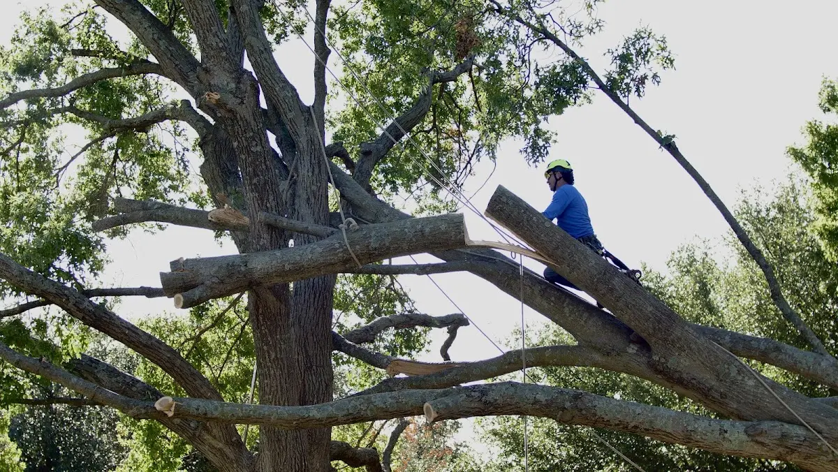 Professional Hazardous Tree Removal performed by certified arborists in Woodward
