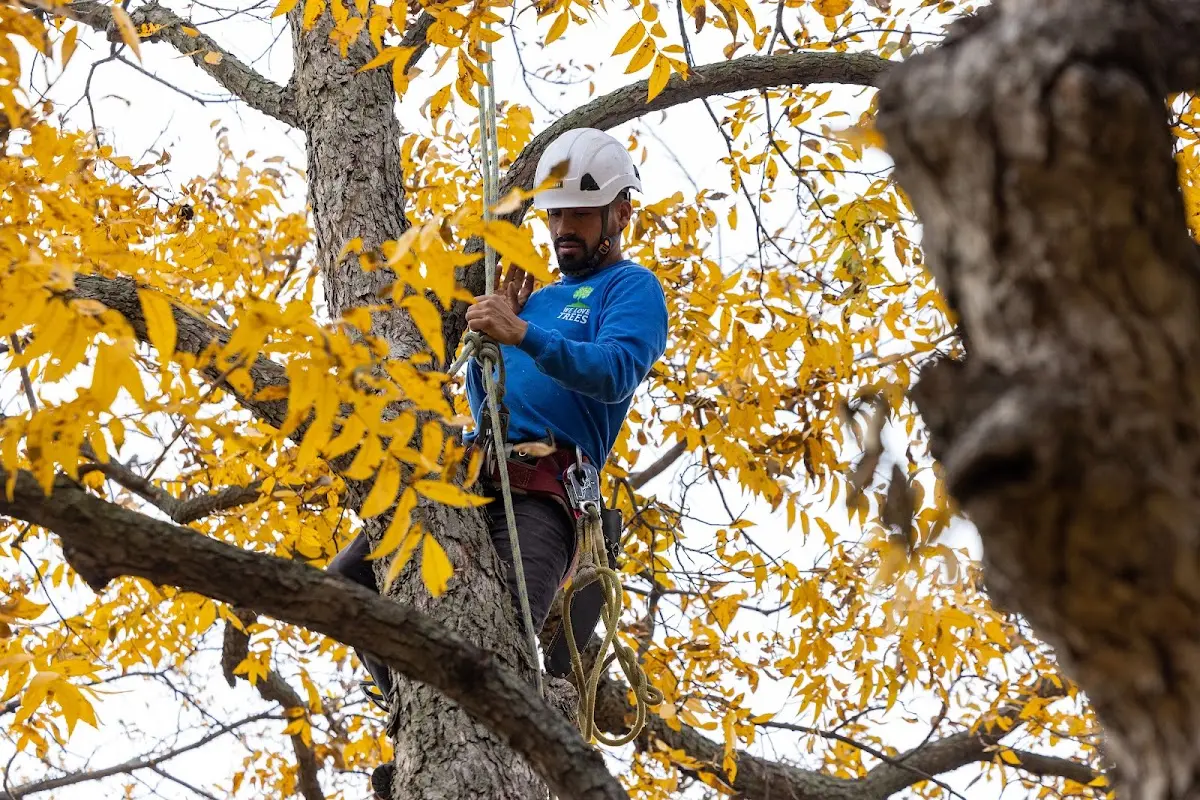 Skilled Storm Damage Cleanup crew working in Woodward